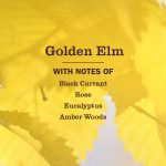 Golden Elm Liquid Hand Soap - Image 4