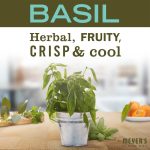Basil Tin Candle - Image 3