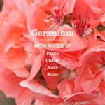 Geranium Kitchen Basics Set - Image 4